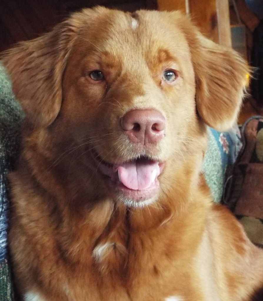 mini duck tolling retriever