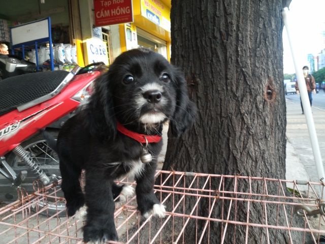tphcm bán cocker mỹ và chi hua hua 2 tháng giá 2 triệu một bé - 15