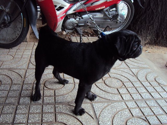 tphcm bán chó pug đen đực 12 tháng giá 4 triệu - 6