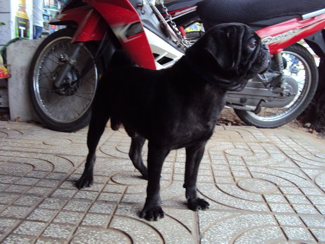 tphcm bán chó pug đen đực 12 tháng giá 4 triệu - 5