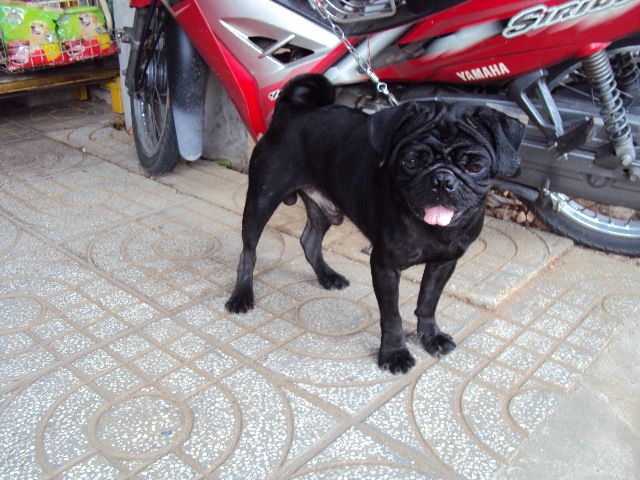 tphcm bán chó pug đen đực 12 tháng giá 4 triệu - 4