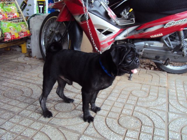 tphcm bán chó pug đen đực 12 tháng giá 4 triệu - 3