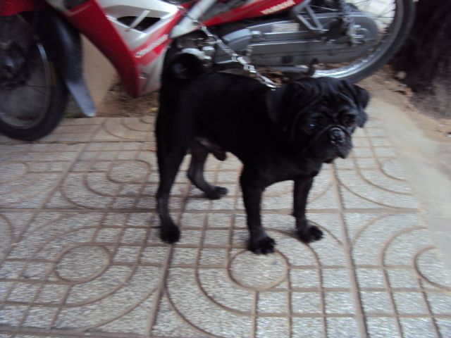 tphcm bán chó pug đen đực 12 tháng giá 4 triệu - 2