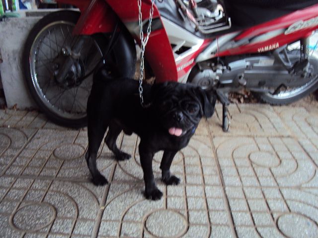 tphcm bán chó pug đen đực 12 tháng giá 4 triệu - 1