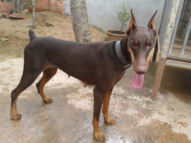 tphcm bán chó dobecman 2,5 tháng giá 5,5 triệu một con - 2