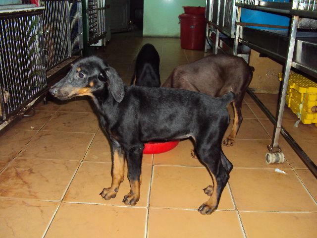 tphcm bán chó dobecman 2,5 tháng giá 5,5 triệu một con - 8