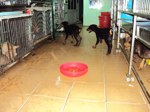 tphcm bán chó dobecman 2,5 tháng giá 5,5 triệu một con - 7