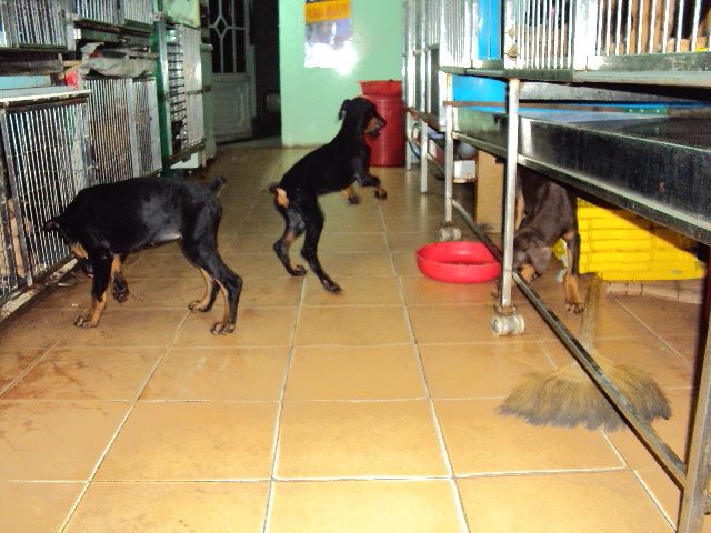 tphcm bán chó dobecman 2,5 tháng giá 5,5 triệu một con - 6