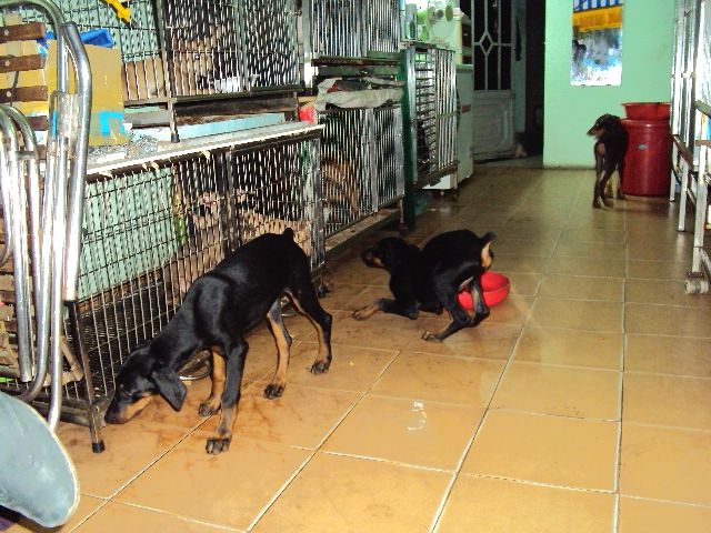 tphcm bán chó dobecman 2,5 tháng giá 5,5 triệu một con - 5