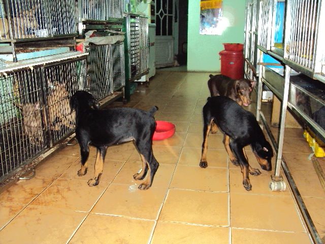 tphcm bán chó dobecman 2,5 tháng giá 5,5 triệu một con - 4