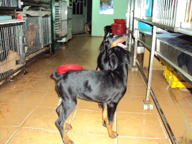 tphcm bán chó dobecman 2,5 tháng giá 5,5 triệu một con - 3
