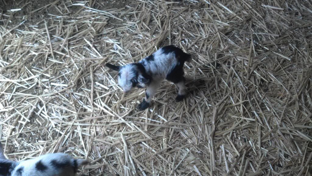 Looks like there is a kid on the way - Goats