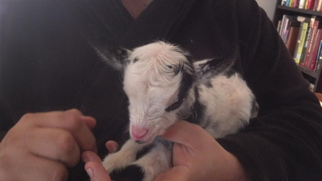 Looks like there is a kid on the way - Goats