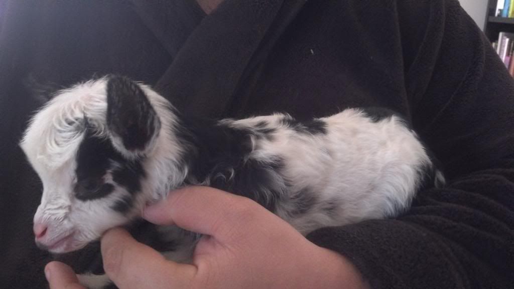 Looks like there is a kid on the way - Goats