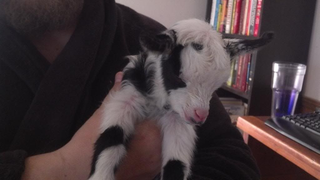 Looks like there is a kid on the way - Goats