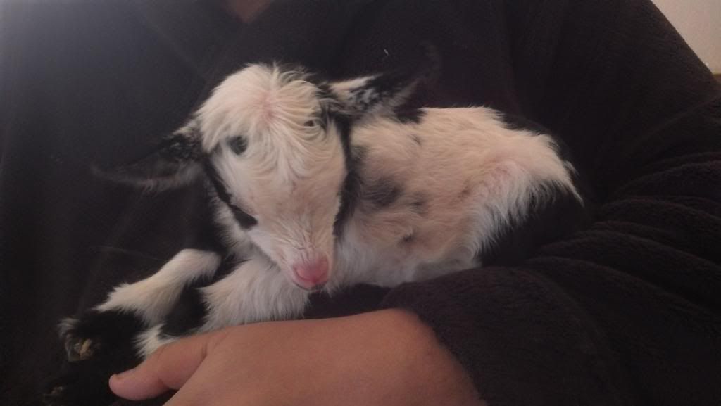 Looks like there is a kid on the way - Goats