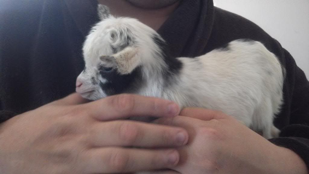 Looks like there is a kid on the way - Goats