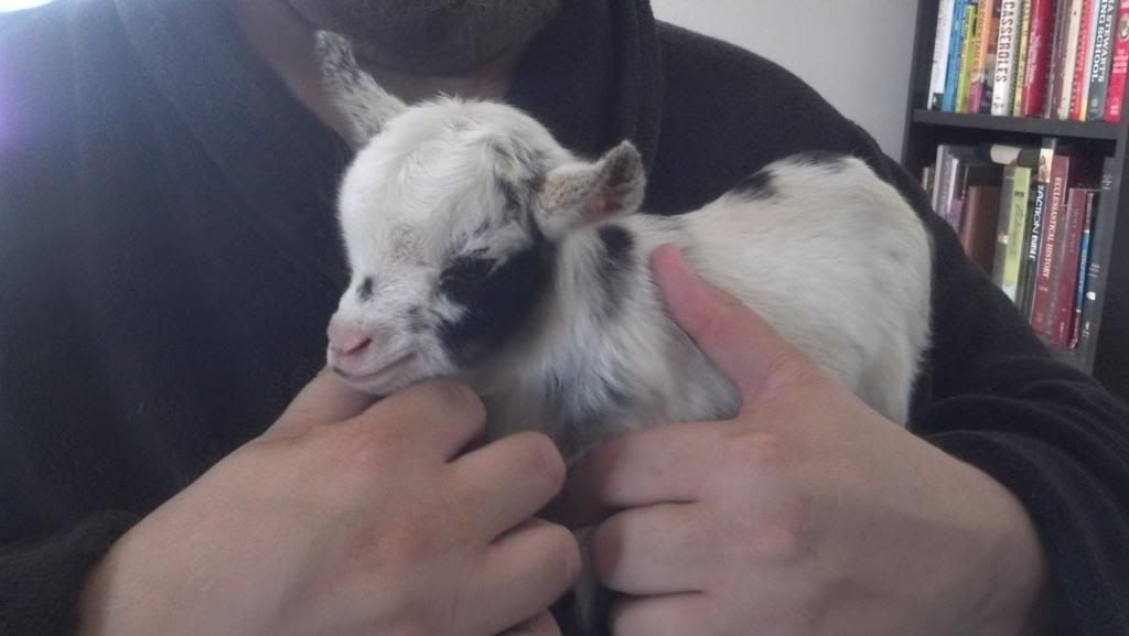 Looks like there is a kid on the way - Goats