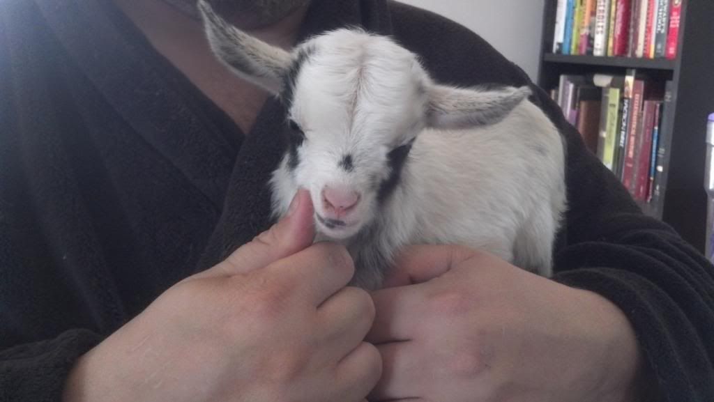 Looks like there is a kid on the way - Goats