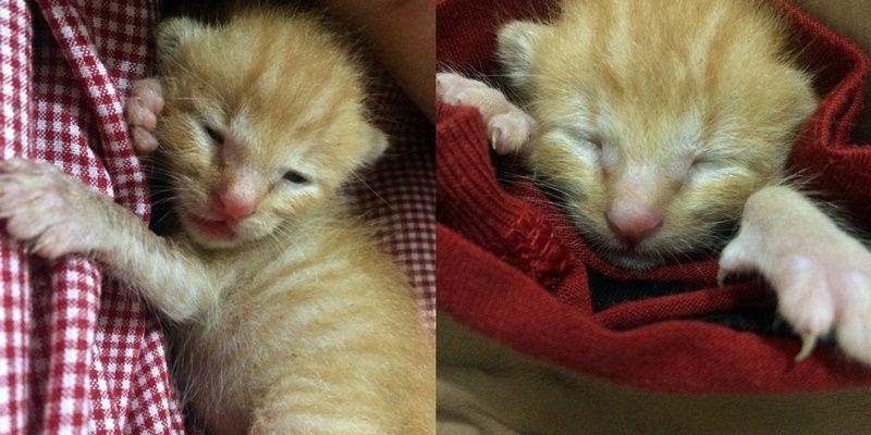 Asoy the Little Tiger Kitten | Hola Darla