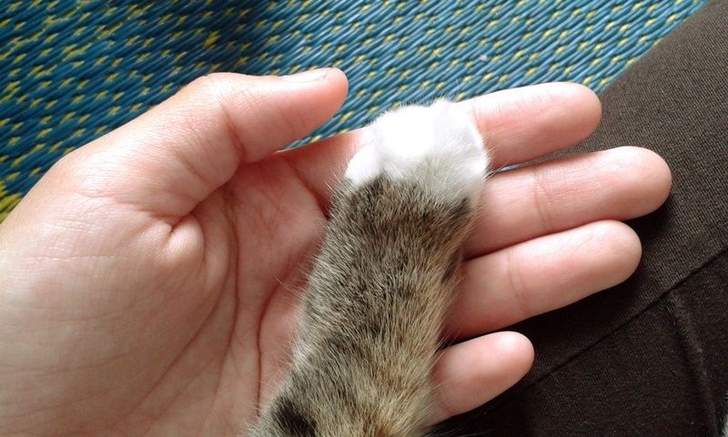 Jess' Paw