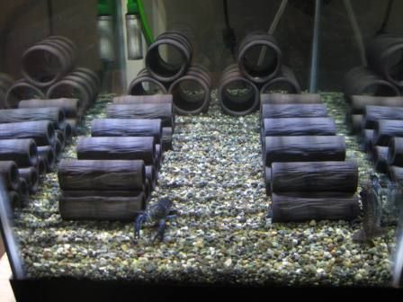 BlueMarbledCrayfishTank_zps0caa1c10.jpg