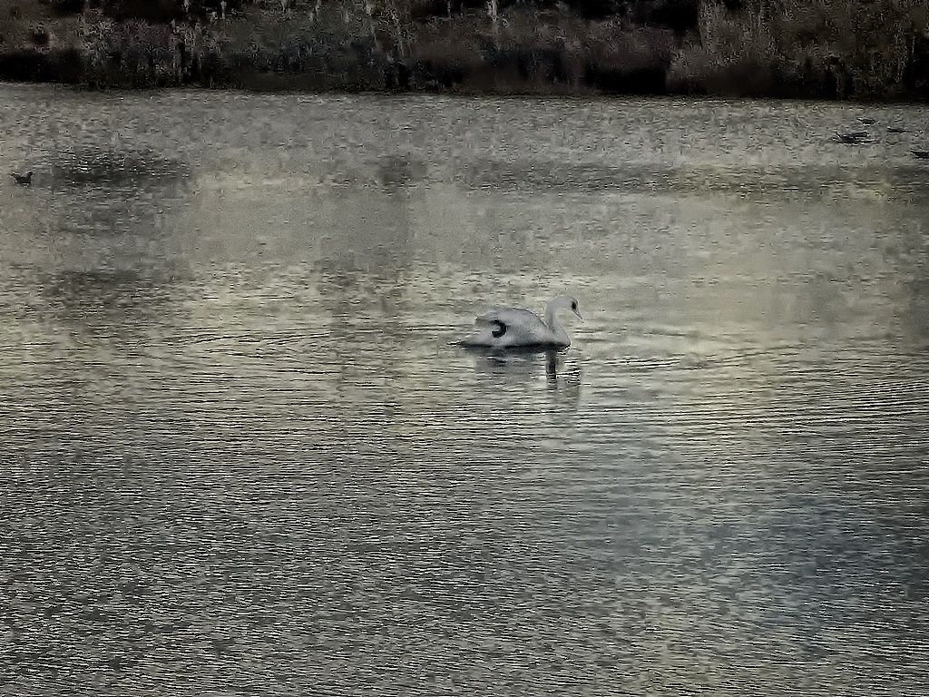swan-on-lake_zpspkc6odkb.jpeg