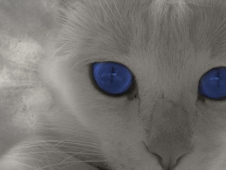 White Cat With Dark Blue Eyes
