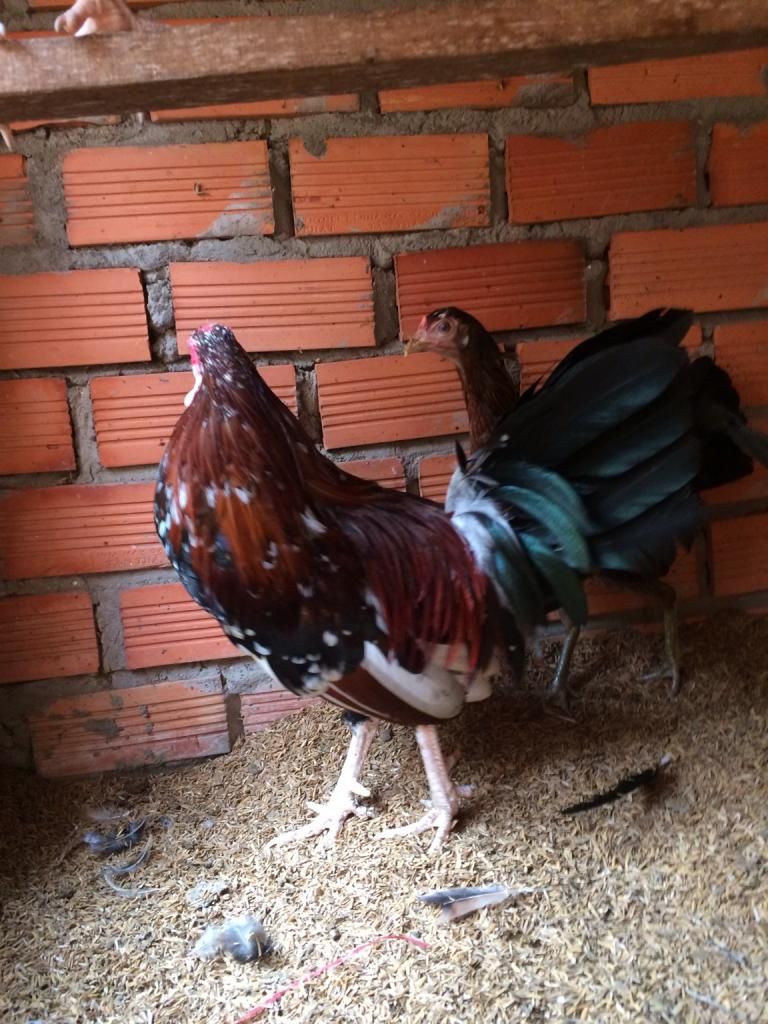 Bán gà peru con giống - 5