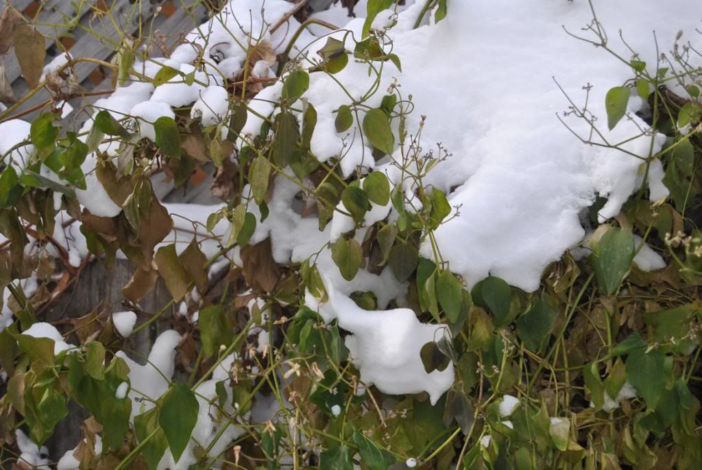 多伦多冬雪下的生机与枯萎
