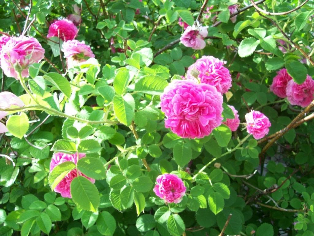 photo 000_5736_zps3aea21f2.jpg