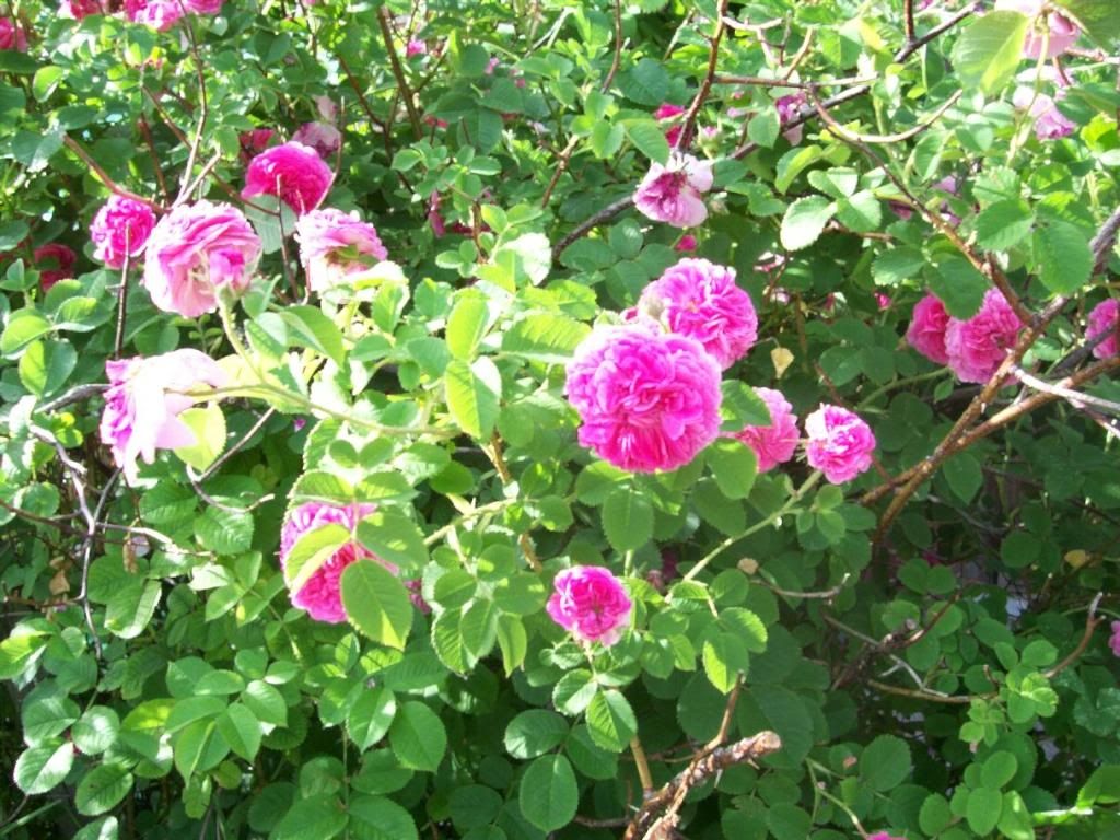 photo 000_5737_zpse8d16904.jpg