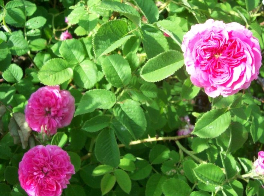 photo 000_5738_zps9b453d1b.jpg