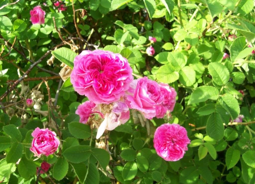 photo 000_5739_zpsc702c7ef.jpg