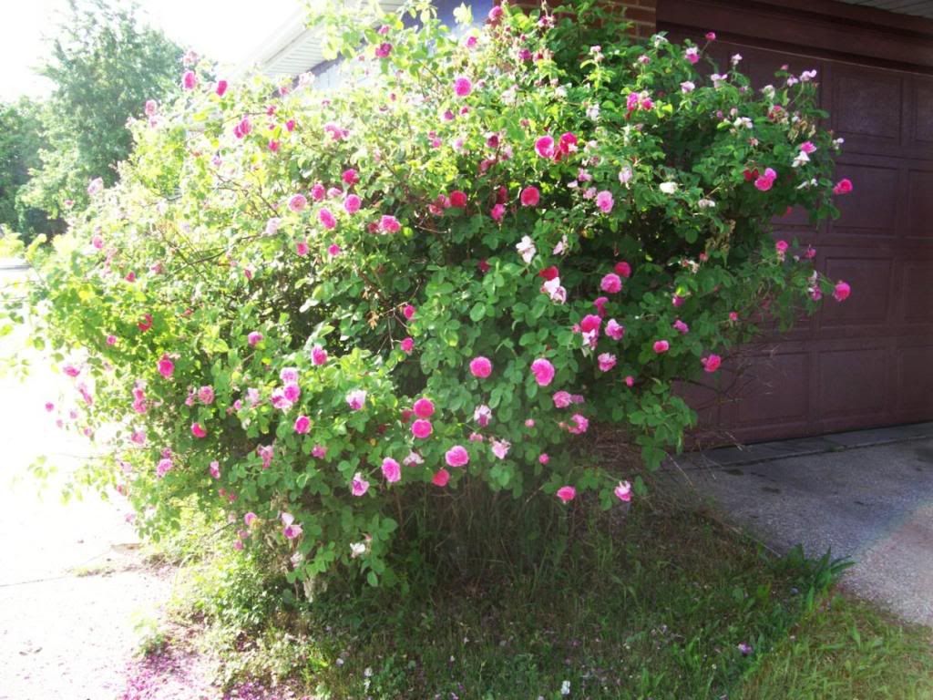 photo 000_5741_zps0eb02763.jpg