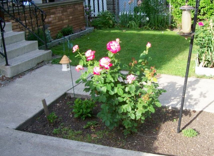 photo 000_5742_zps8a481968.jpg