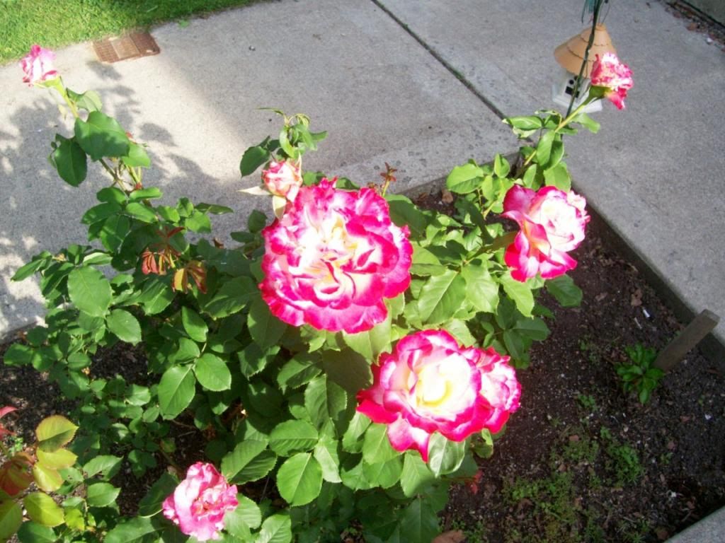 photo 000_5744_zps1e448170.jpg