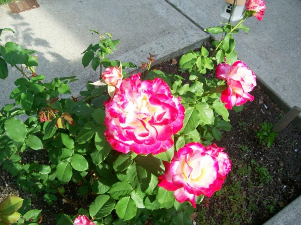 photo 000_5746_zpsf9ce680c.jpg