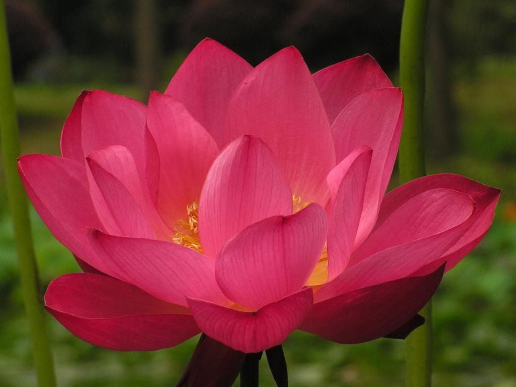  photo 0_zps52adfe4d.jpg