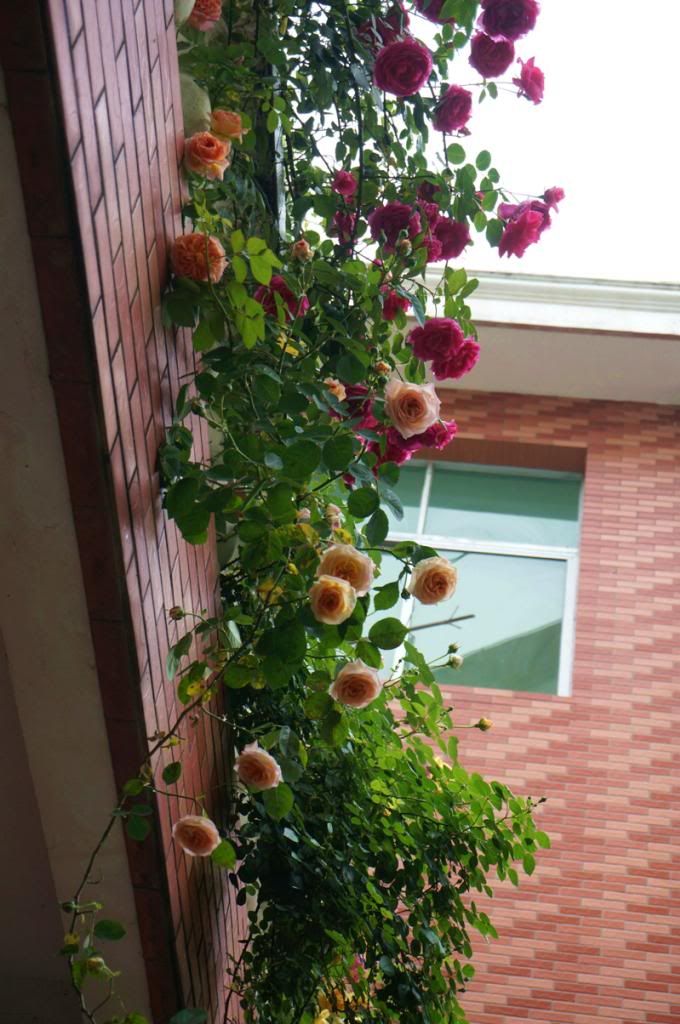 Container climbing rose