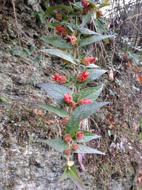  photo 0_zps85ab072c.jpg