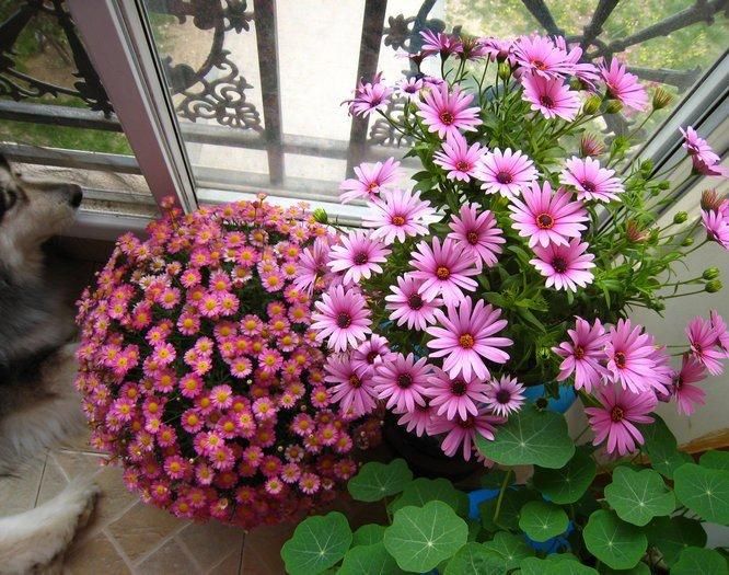  photo 0_zps8cf7319f.jpg