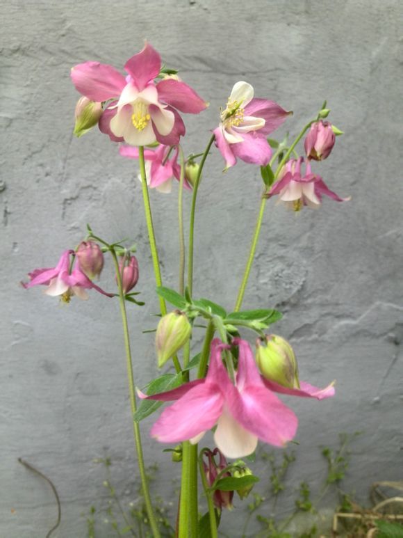  photo 0_zpsf7c459e8.jpg