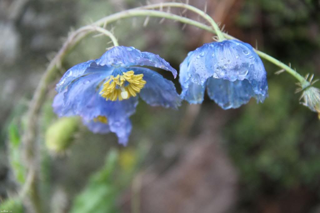  photo 10_zps33671e5e.jpg