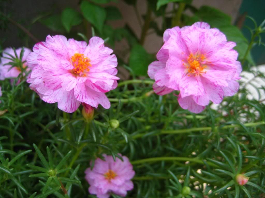  photo 10_zps4d72fc50.jpg