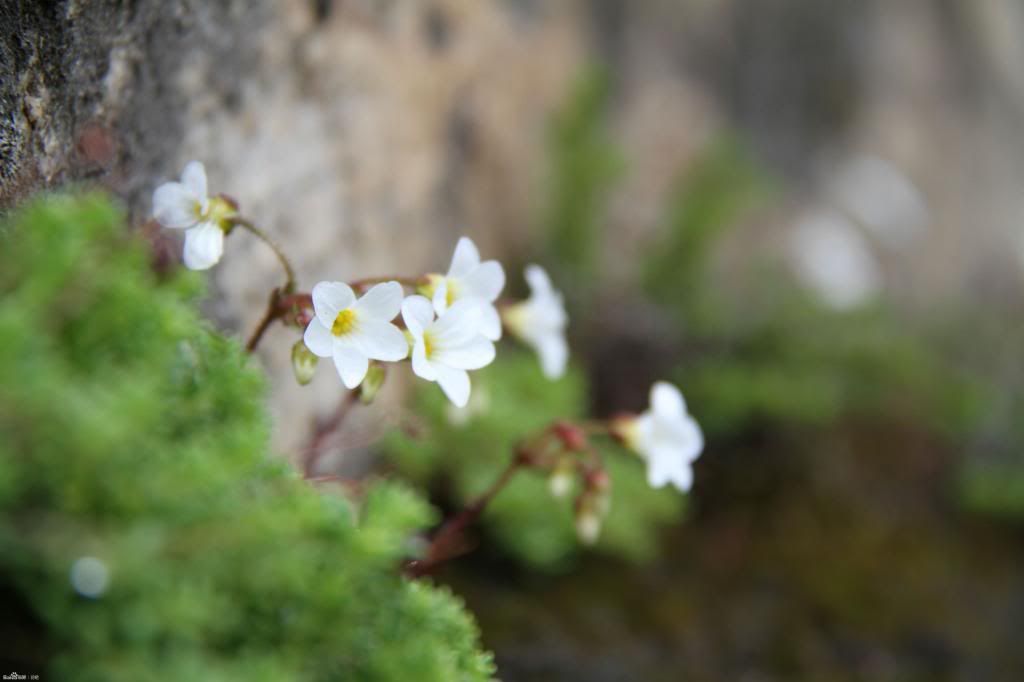  photo 11_zps125f4878.jpg