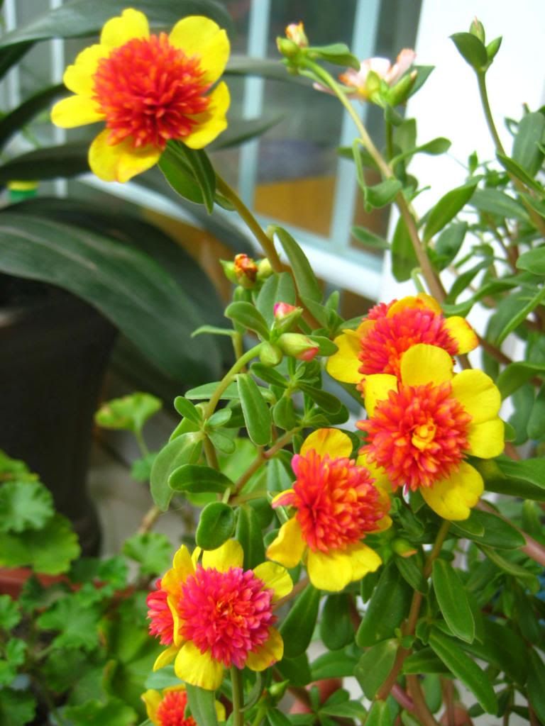  photo 11_zpsf428fa29.jpg