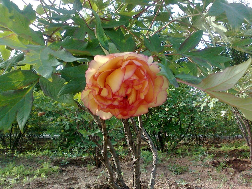  photo 12_zpsd19d744d.jpg