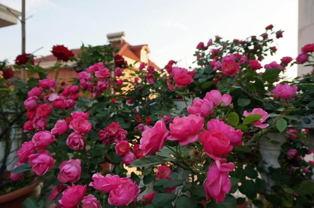 Container climbing rose