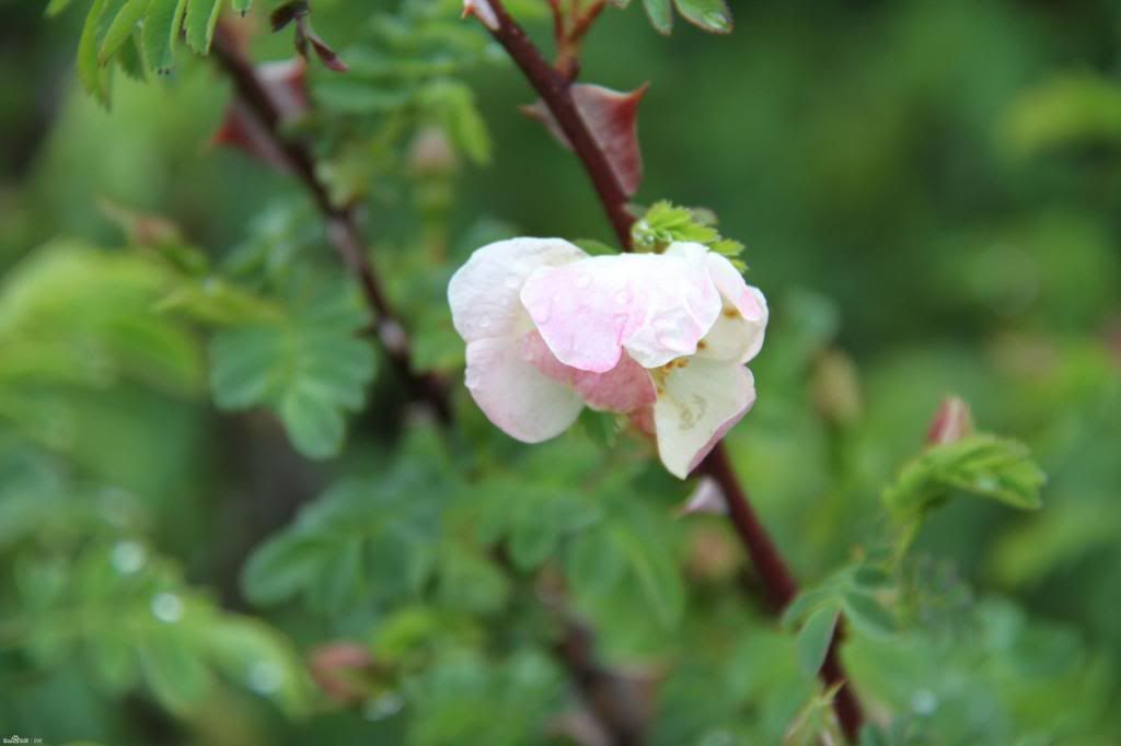  photo 13_zps1585fc9c.jpg